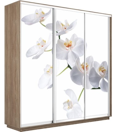 Шкаф 3-створчатый Экспресс 1800х600х2200, Орхидея белая/дуб сонома в Южно-Сахалинске - изображение